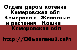 Отдам даром котенка - Кемеровская обл., Кемерово г. Животные и растения » Кошки   . Кемеровская обл.